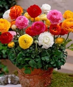 Flower Seeds, Seeds,Seeds For Planting,Plant Seeds