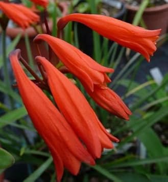 Cyrtanthus Brachyscyphus Seeds for Planting – Hardy, Heirloom, Non-GMO Organic Garden Seeds
