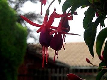 Flower Seeds, Seeds,Seeds For Planting,Plant Seeds