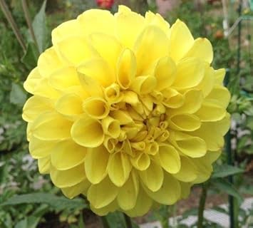 Flower Seeds, Seeds,Seeds For Planting,Plant Seeds