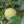Fruit Seeds,Garden seeds, Seeds For Planting,Plant Seeds