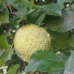 Fruit Seeds,Garden seeds, Seeds For Planting,Plant Seeds