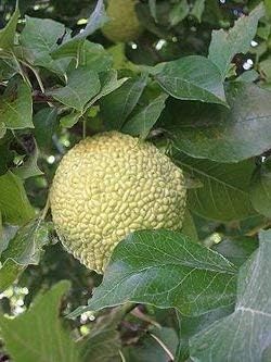 Fruit Seeds,Garden seeds, Seeds For Planting,Plant Seeds