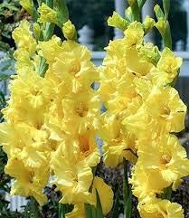 Flower Seeds, Seeds,Seeds For Planting,Plant Seeds