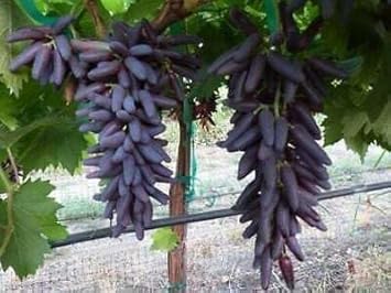 Fruit Seeds,Garden seeds, Seeds For Planting,Plant Seeds