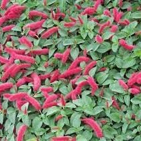 Flower Seeds, Seeds,Seeds For Planting,Plant Seeds