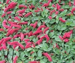 Flower Seeds, Seeds,Seeds For Planting,Plant Seeds