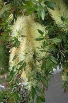 Flower Seeds, Seeds,Seeds For Planting,Plant Seeds