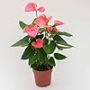 Anthurium Pink Green Flower Seeds for Planting – Heirloom, Non-GMO, High Germination Organic Garden Seeds
