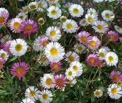 Flower Seeds, Seeds,Seeds For Planting,Plant Seeds