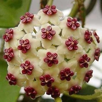 Flower Seeds, Seeds,Seeds For Planting,Plant Seeds