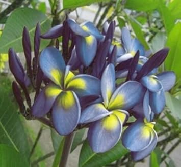 Flower Seeds, Seeds,Seeds For Planting,Plant Seeds