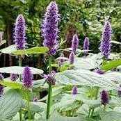 Flower Seeds, Seeds,Seeds For Planting,Plant Seeds