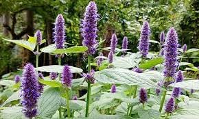 Flower Seeds, Seeds,Seeds For Planting,Plant Seeds
