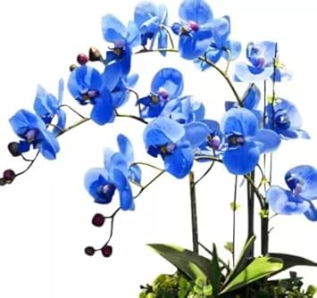 Flower Seeds, Seeds,Seeds For Planting,Plant Seeds