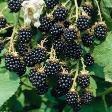 Fruit Seeds,Garden seeds, Seeds For Planting,Plant Seeds