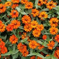 Flower Seeds, Seeds,Seeds For Planting,Plant Seeds