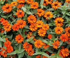 Flower Seeds, Seeds,Seeds For Planting,Plant Seeds