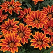 Flower Seeds, Seeds,Seeds For Planting,Plant Seeds