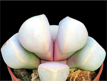 Flower Seeds, Seeds,Seeds For Planting,Plant Seeds