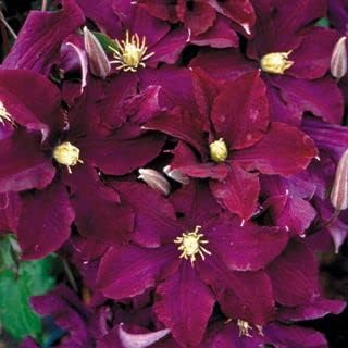 Flower Seeds, Seeds,Seeds For Planting,Plant Seeds