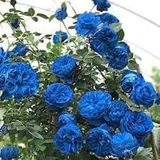 Flower Seeds, Seeds,Seeds For Planting,Plant Seeds