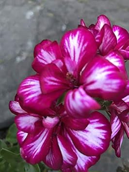 Flower Seeds, Seeds,Seeds For Planting,Plant Seeds