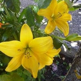 Flower Seeds, Seeds,Seeds For Planting,Plant Seeds
