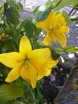 Flower Seeds, Seeds,Seeds For Planting,Plant Seeds