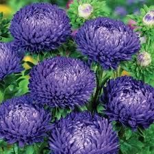 Flower Seeds, Seeds,Seeds For Planting,Plant Seeds