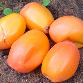 Fruit Seeds,Garden seeds, Seeds For Planting,Plant Seeds