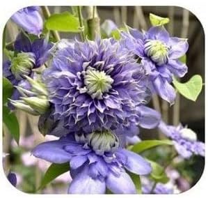 Flower Seeds, Seeds,Seeds For Planting,Plant Seeds