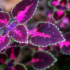 Flower Seeds, Seeds,Seeds For Planting,Plant Seeds