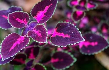 Flower Seeds, Seeds,Seeds For Planting,Plant Seeds