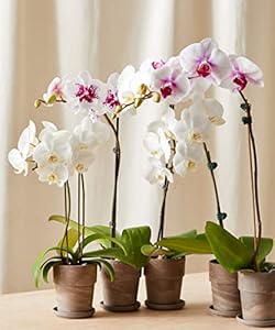 White Orchid Flower Seeds - Heirloom, Non-GMO, Organic Garden Seeds, Bright Blooms