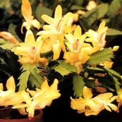 Flower Seeds, Seeds,Seeds For Planting,Plant Seeds