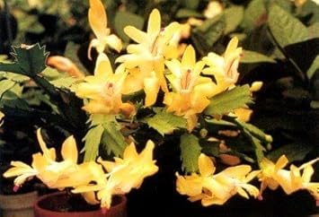 Flower Seeds, Seeds,Seeds For Planting,Plant Seeds