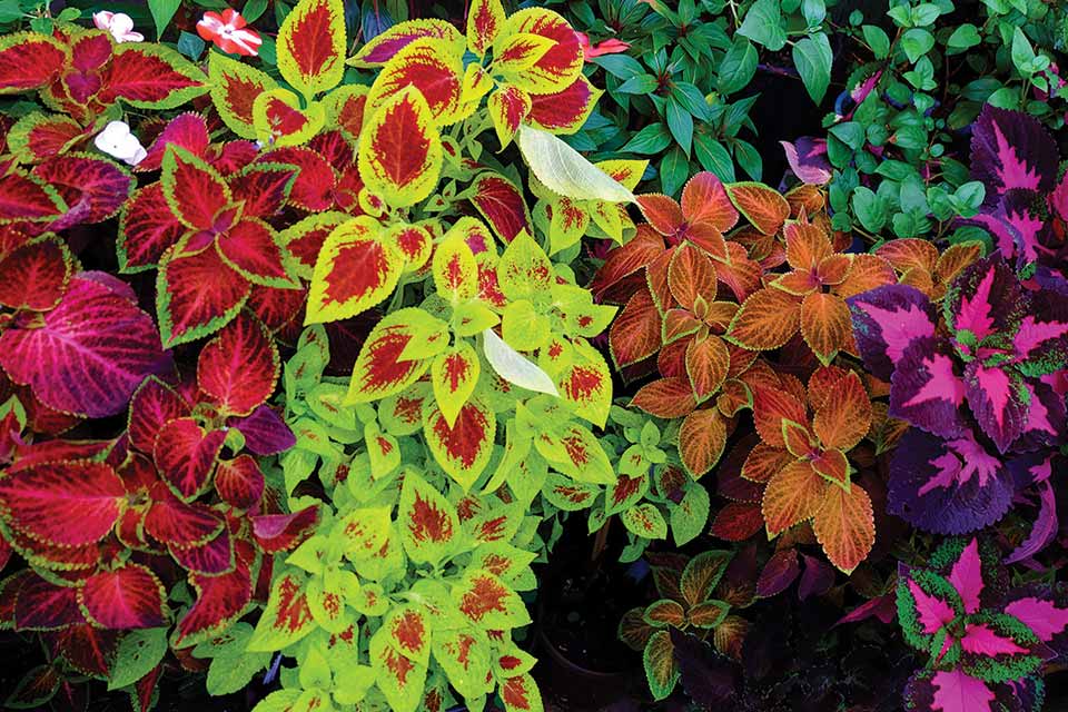 Mix Coleus Canina Flower Seeds for Planting – Heirloom Non-GMO, High Germination Organic Garden Seeds