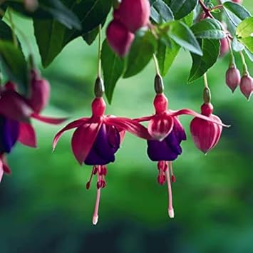 Flower Seeds, Seeds,Seeds For Planting,Plant Seeds