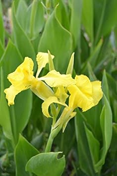 Flower Seeds, Seeds,Seeds For Planting,Plant Seeds