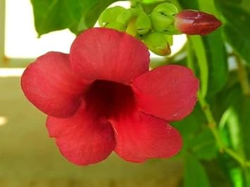 Flower Seeds, Seeds,Seeds For Planting,Plant Seeds