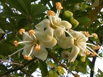 Pentandra Flower Seeds for Planting – Heirloom, Non-GMO, High Germination Organic Garden Seeds