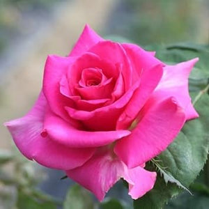 Flower Seeds, Seeds,Seeds For Planting,Plant Seeds