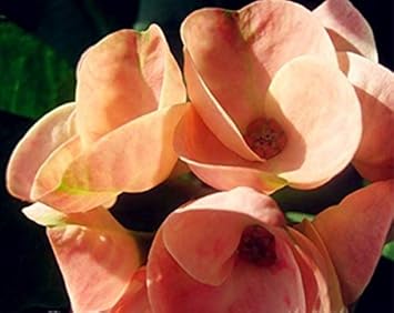 Pale Pink Euphorbia Milii Flower Seeds for Planting Heirloom Non-GMO High Germination Organic Garden Seeds