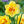 Yellow Red Double Narcissus Flower Seeds for Planting – Heirloom, Non-GMO, Fragrant Organic Garden Seeds with High Germination