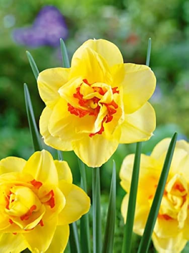 Yellow Red Double Narcissus Flower Seeds for Planting – Heirloom, Non-GMO, Fragrant Organic Garden Seeds with High Germination