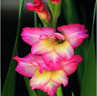 Flower Seeds, Seeds,Seeds For Planting,Plant Seeds