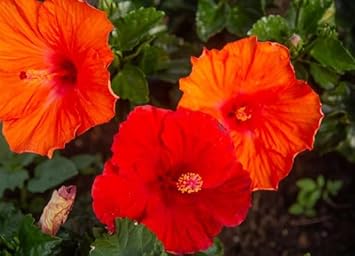 Flower Seeds, Seeds,Seeds For Planting,Plant Seeds