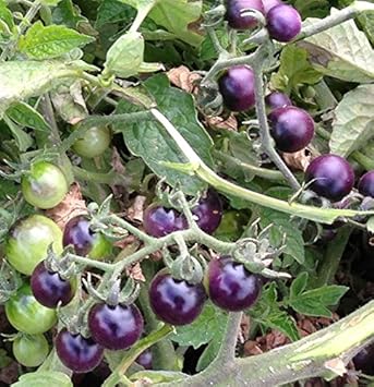 Vegetable Seeds,Garden seeds, Seeds For Planting,Plant Seeds