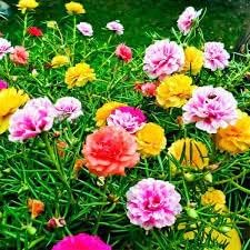 Flower Seeds, Seeds,Seeds For Planting,Plant Seeds